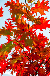 Red Leaves by maxal-tamor