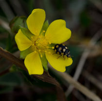Ein Asiatischer-Marienkäfer auf gelber Blüte von Ronald Nickel