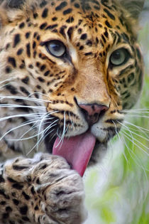 Leopard von AD DESIGN Photo + PhotoArt