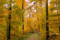 Auch im goldenen Herbst kann Nieselregen einsetzen by Ronald Nickel