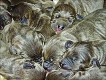  Puppies Sleeping Well  von Sandra  Vollmann