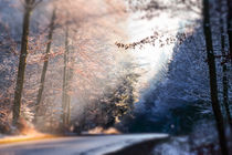 Winter sunlight on forest road by Thomas Matzl