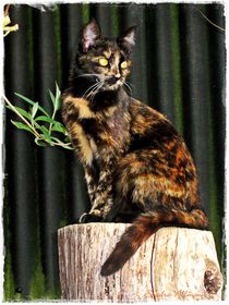  Beautiful Cat  von Sandra  Vollmann