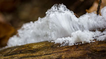 Haareis ein filigranes Gebilde im winterlichen Wald von Ronald Nickel