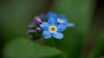 Blaue Blüten des Vergissmeinnicht by Ronald Nickel