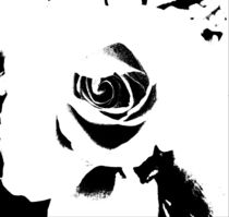 Black and White Rose by Sheryl  Chapman