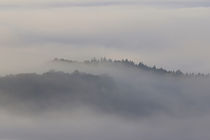 Der Wald im Nebel 2 von Bernhard Kaiser