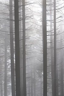 Nebel im Wald by Bernhard Kaiser