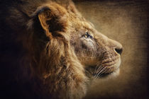 The Lion Portrait von AD DESIGN Photo + PhotoArt