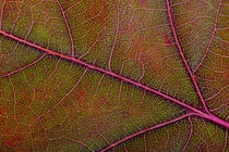 Autumn Oak Leaf Macro by maxal-tamor