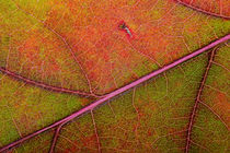 Autumn Oak Leaf Macro by maxal-tamor