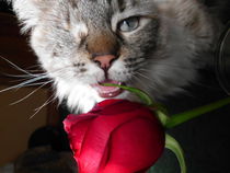 Cat and the Rose by Sheryl  Chapman