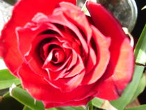 Red Rose von Sheryl  Chapman