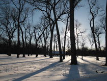 Winter Trees by Sheryl  Chapman