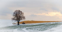 Winterlicher Ausritt by Thomas Matzl