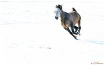  RUN Horse by Sandra  Vollmann