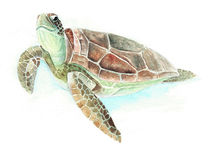 Schildkröte von Nadine Conrad
