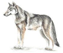 Wolf Aquarell von Nadine Conrad