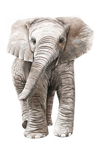 Elefant von Nadine Conrad