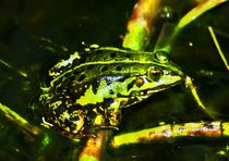 Green Frog in the sun light by kattobello