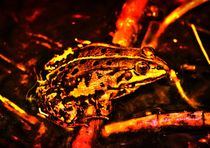 Feuer Frosch by kattobello