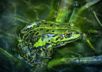 Grüner Frosch unter Wasser by kattobello