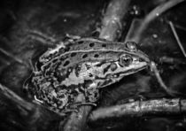 Frog in black and white von kattobello