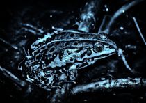 Frosch in der Nacht von kattobello