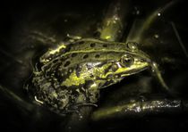 Frog in the Night by kattobello