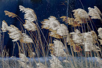 Dry grasses by Leopold Brix