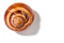 Snail Shell by maxal-tamor