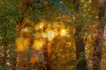 Autumn Light Symphony by maxal-tamor