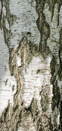 Detail of Brich Bark Texture von maxal-tamor