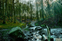 Woodland Stream von Colin Metcalf