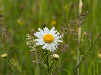 Die Blüte einer Margerite auf der Sommerwiese von Ronald Nickel
