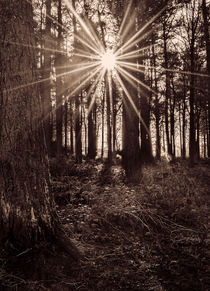 Sun Burst by Colin Metcalf