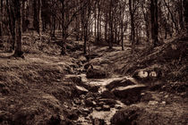 Woodland Stream von Colin Metcalf