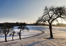Obstbaum im Winter by Thomas Matzl