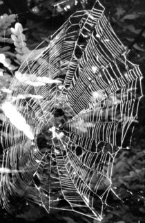 Spiderweb  von Sheryl  Chapman