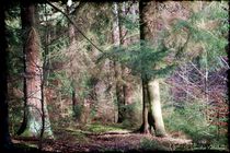  Im Tannen Wald  by Sandra  Vollmann