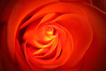 Red Rose von Sylvia Seibl