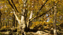 Knorrige Eiche im Herbstwald von Ronald Nickel