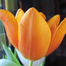 Tulpe, orange by Angelika  Schütgens