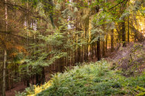 Leuchtender Wald by Ronald Nickel