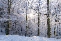 Die Sonne versucht sich im Winterwald von Ronald Nickel