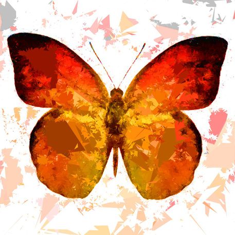 Butterfly-315