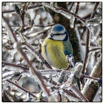 Bird in the ice - Blaumeise by Chris Berger