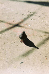 Pigeon with shadow by Anton Kudriashov
