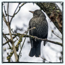 Bird in the Ice - blackbird by Chris Berger