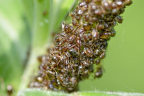 Ants and Aphids by maxal-tamor